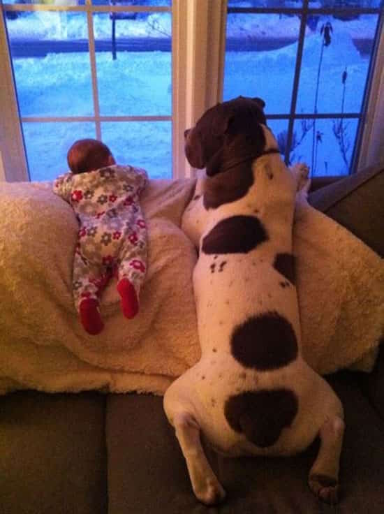 un gros chien et un bébé regardent par la fenêtre