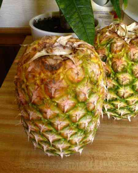 deux ananas sont rangés la tête en bas, sans leurs feuilles