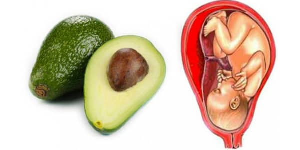 un avocat a la forme d'un utérus