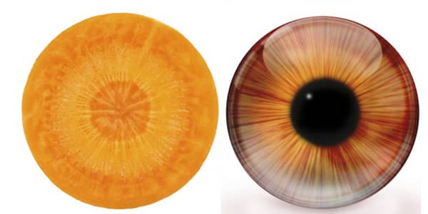 une carotte coupée ressemble à un iris