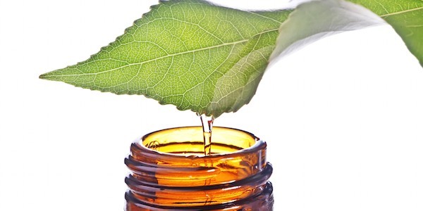 L'huile d'arbre à thé — quels en sont les bienfaits ?