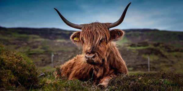 Saviez-vous que manger de la viande de bœuf élevé au pâturage peut vous aider à perdre du poids ?