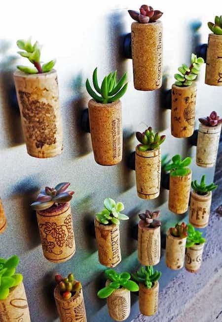 bouchons de liège avec mini plantes à l'intérieur
