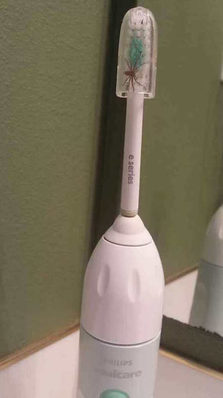 Changez votre brosse à dents régulièrement 