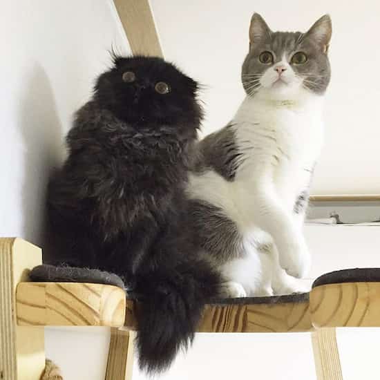 2 chats amis noir et gris