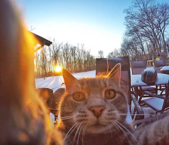 selfie d'un chat avec chiens