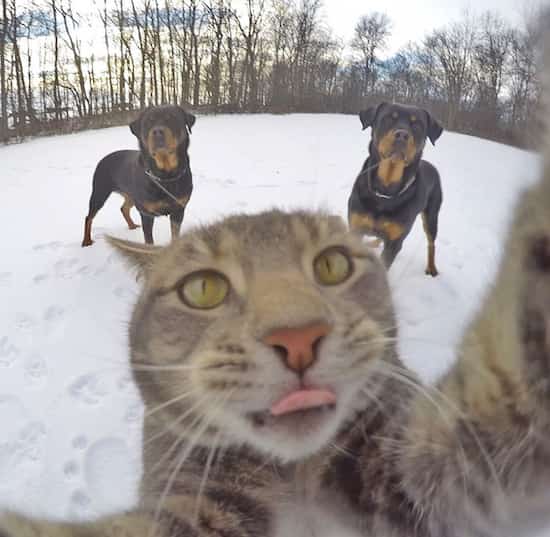 Ce Chat Qui Se Prend En Photo Tout Seul Prend De Meilleurs Selfies Que Vous