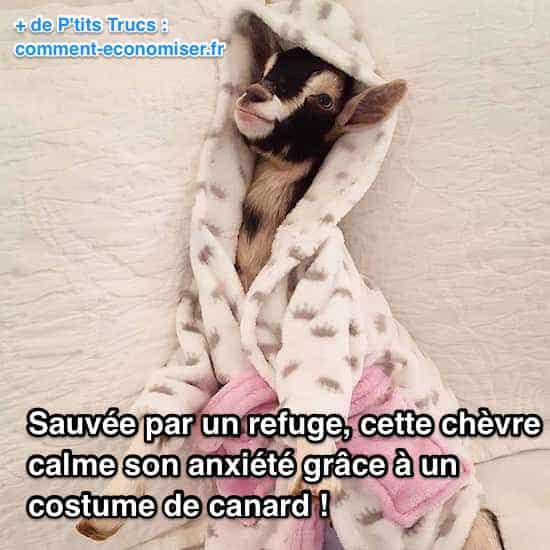 Polly le chevreau abandonné qui porte des déguisements pour enfant pour apaiser ses crises d'anxiété.