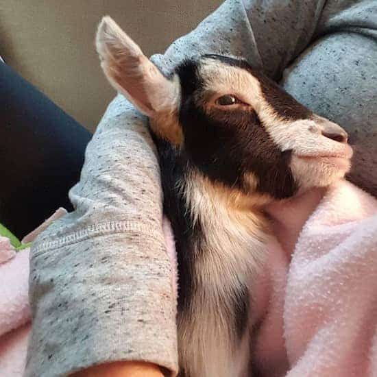 Un chevreau emmitouflé dans une couverture.