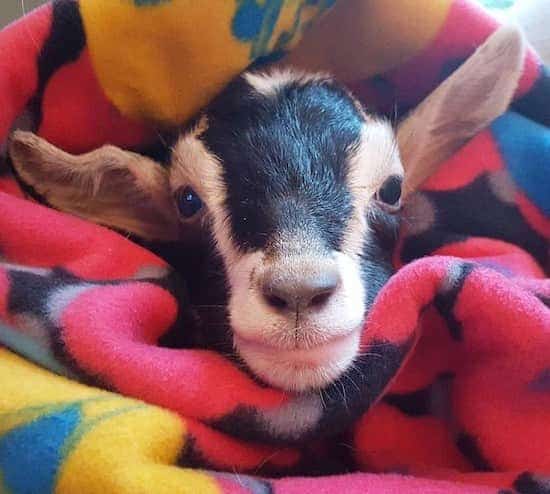 Polly le chevreau dans une couverture.