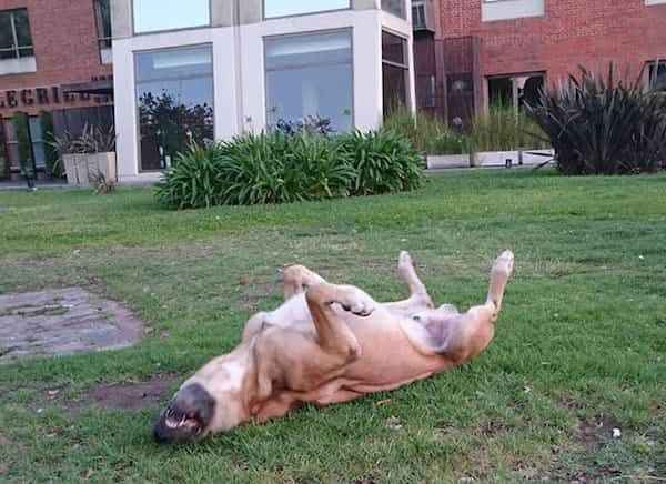 chien adopté dans sa nouvelle maison