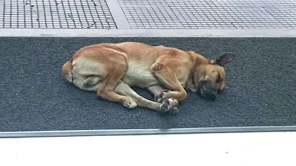chien qui attend devant hôtel de sa future maitresse