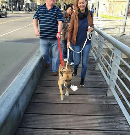 chien argentin adopté en allemagne
