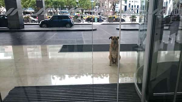 chien qui veut se faire adopter
