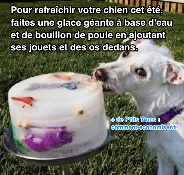 Comment rafraîchir votre chien qui a chaud