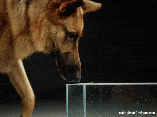 Ce qui se passe quand un chien boit de l'eau