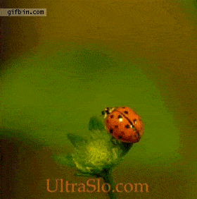 Comment une coccinelle vole explications