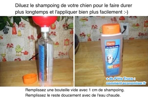 comment économiser le shampoing pour chien facilement