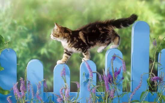 un chat marche sur une barrière
