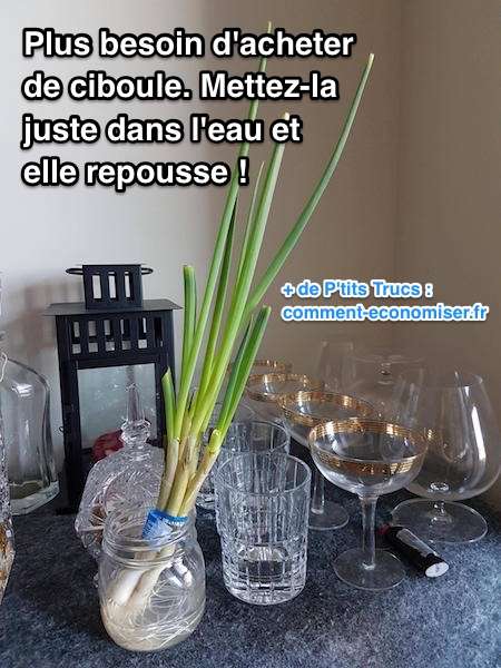 Comment faire pousser ciboule, oignon vert, cébette dans de l'eau