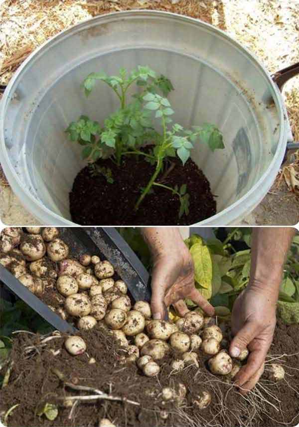 Utilisez un tonneau pour cultiver des pommes de terre