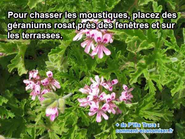 les geraniums rosat chassent les moustiques naturellement