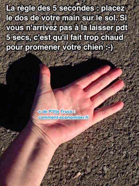 Astuce pour savoir si le sol est trop chaud pour les chiens