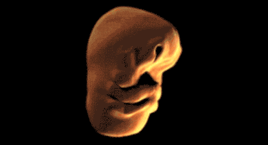 Comment le visage humain se développe dans utérus