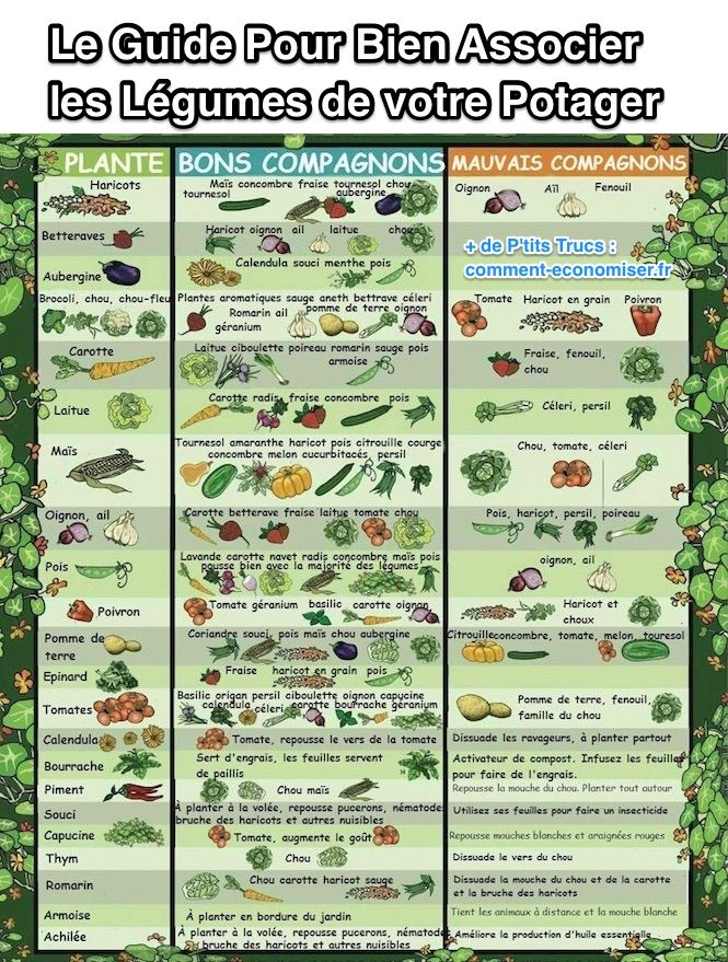 Guide complet pour bien associer les légumes potager