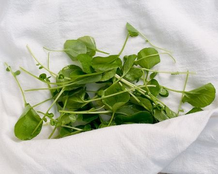 Conservation du cresson