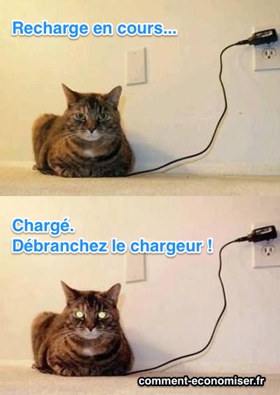 Chat en train de charger avec un chargeur