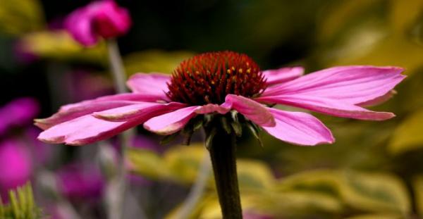 des tisanges d'échinacea pour lutter contre les maladies hiver