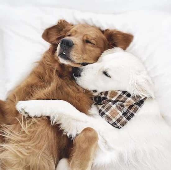 chiens roux et blancs qui dorment ensemble