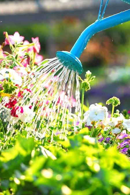eau oxygénée utilisée comme engrais jardin