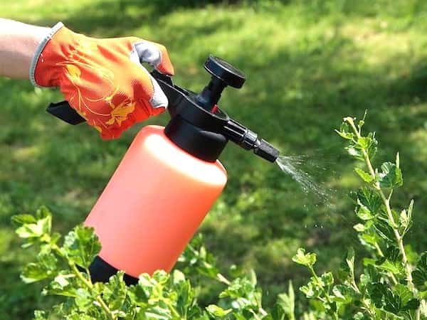 eau oxygénée utilisée pour lutter contre mildiou jardin rosier