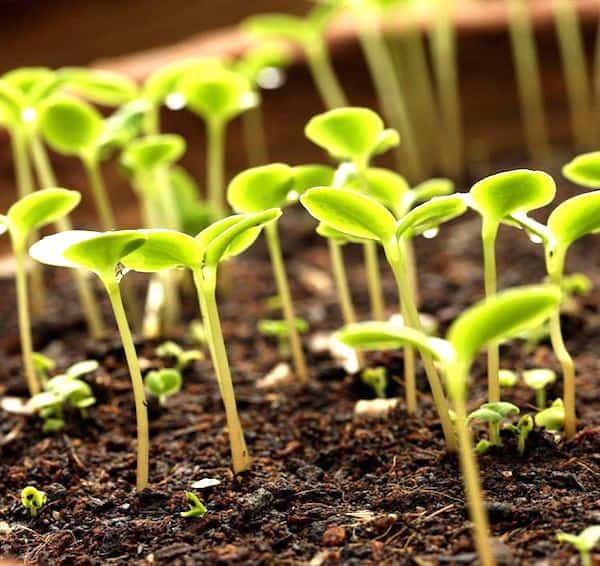 stimuler graines germination avec eau oxygénée