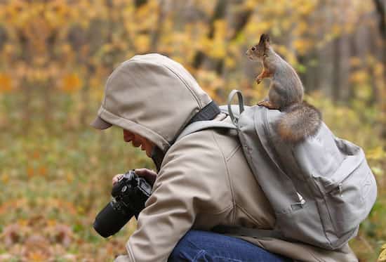 un écureuil monte sur le sac à dos du photographe