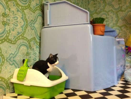 un chat est dans sa litière