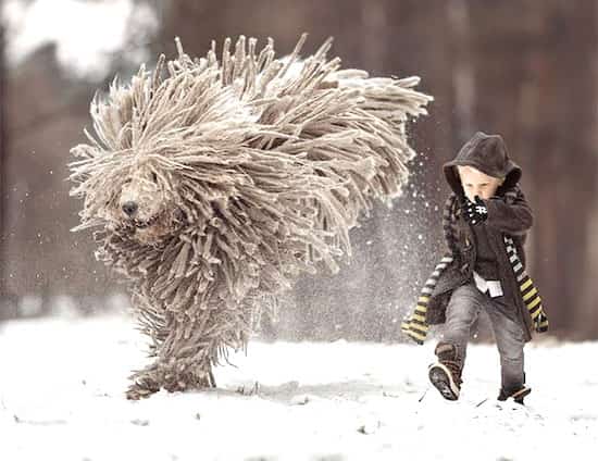 gros chien et son jeune maître