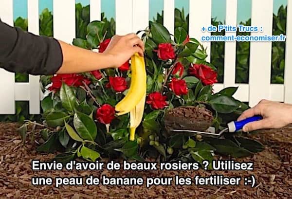 Utilisez une peau de banane pour avoir de beaux rosiers