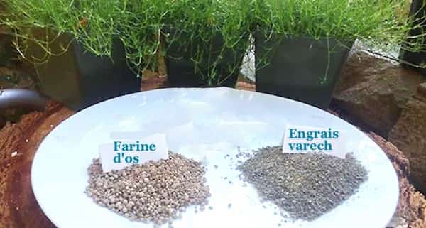 poudre varech engrais pour les tomates