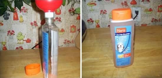 Diluez le shampooing pour chien