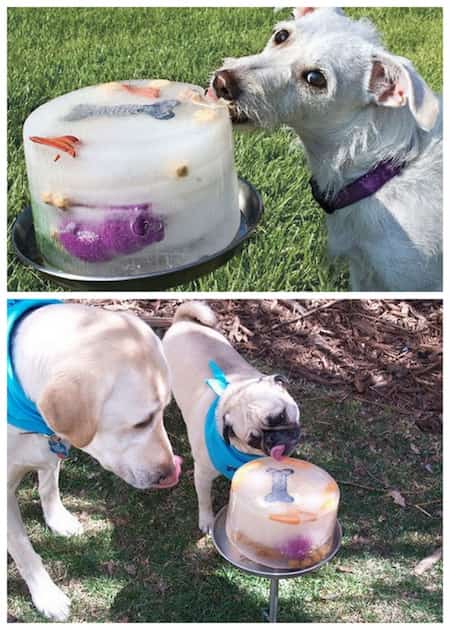 esquimau glacé pour chiens