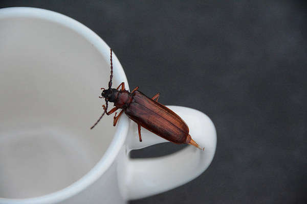 Make cockroach trap with coffee grounds