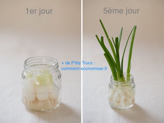 Grow chives in water in 5 days