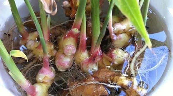 Comment faire pousser gingembre facile