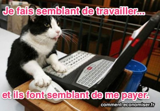 un chat qui fait semblant de travailler sur l'ordinateur