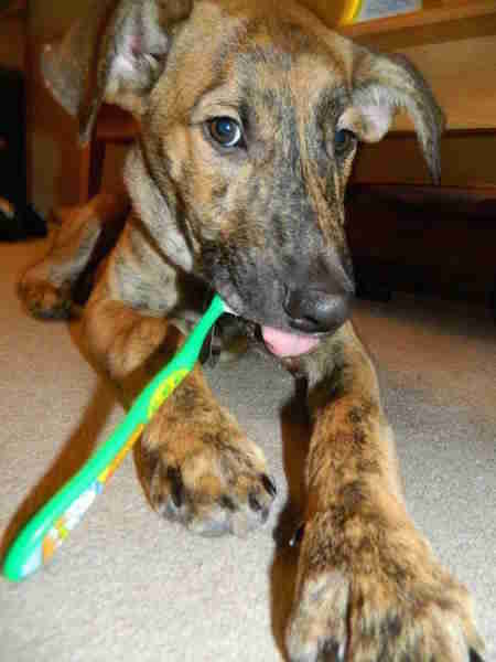 N'appuyez pas trop fort quand vous vous brossez les dents