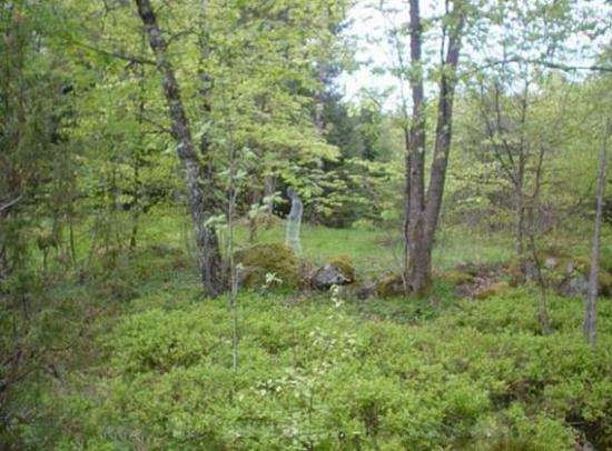 un fantome au loin dans la forêt