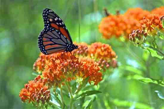 asclépiade tubéreuse fleur papillon résistante sécheresse